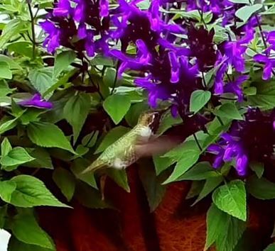 Hummingbird falls flowers