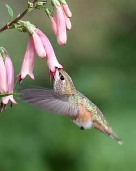 Hummingbird lunch plant