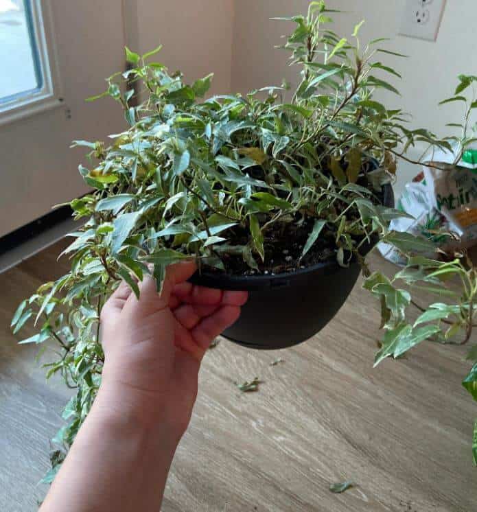 Ivy plant problems