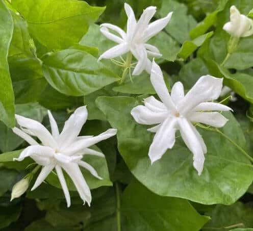 Jasmine belle of india plant