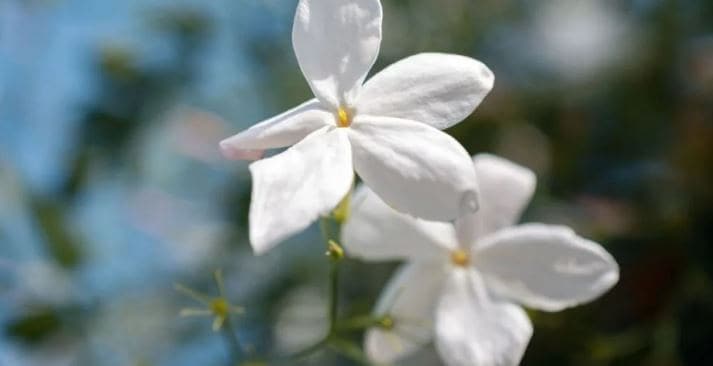 Jasmine plant variety