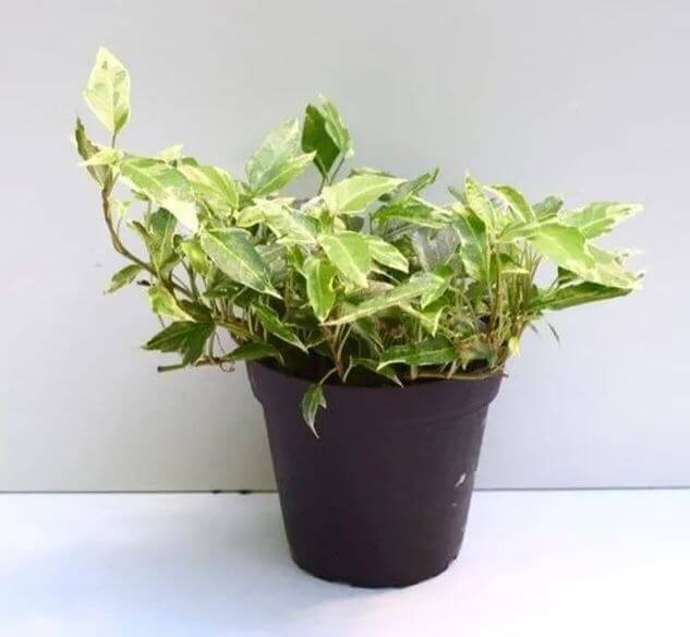Little hermann ivy plant care