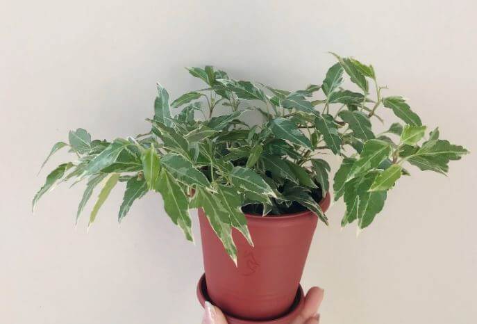 Little hermann ivy plant