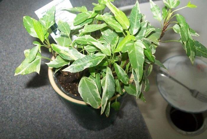 Little hermann plant in pot