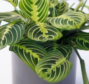 Colorful And Stunning Foliage: Lemon Lime Prayer Plant - a Friendly ...