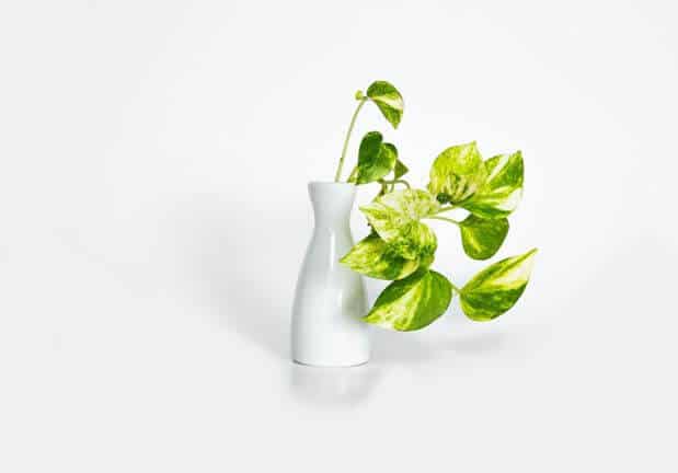 Mishima plant in pot