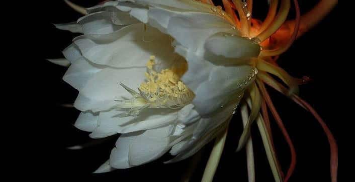 Night-blooming cereus flower