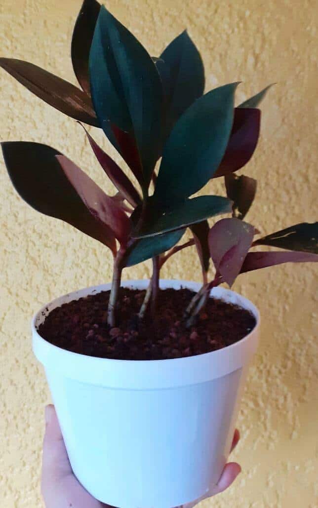 Oxblood ginger plant in pot