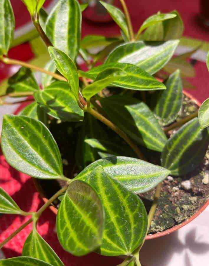 Peperomia funky frog leaves
