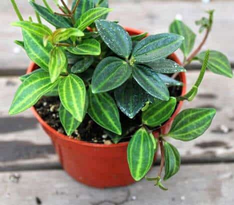 Peperomia plant in pot