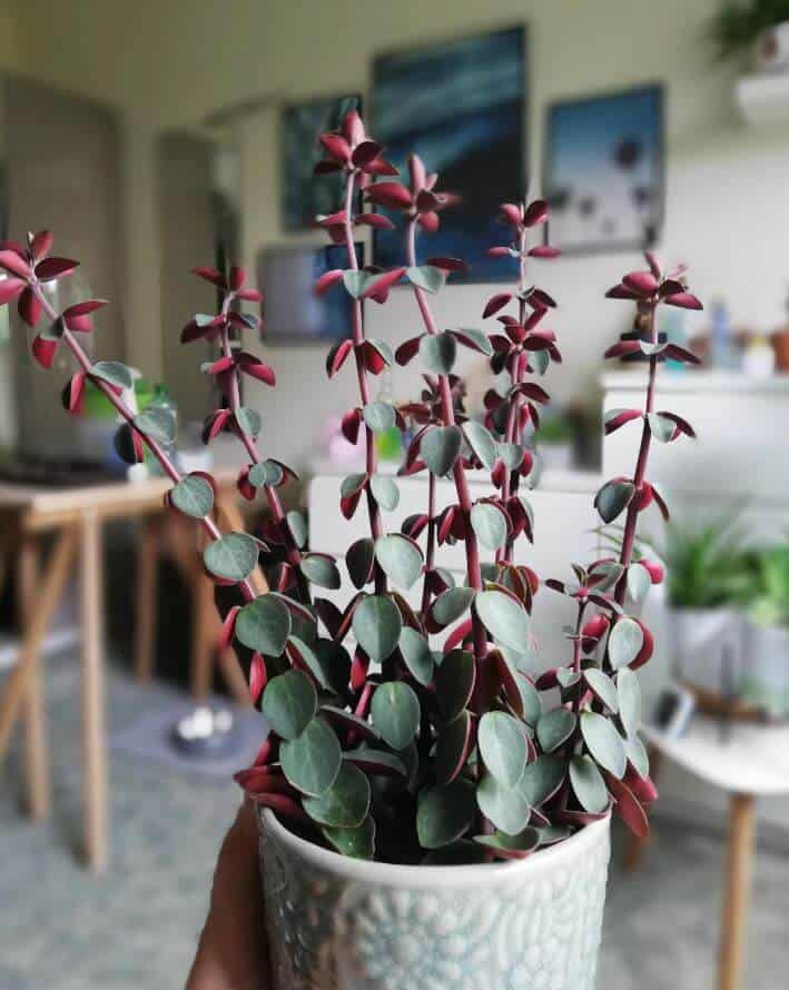 Peperomica verticillata plant