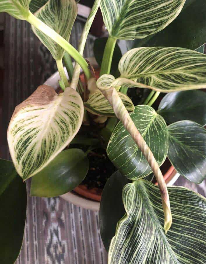 Philodendron houseplant grow and care