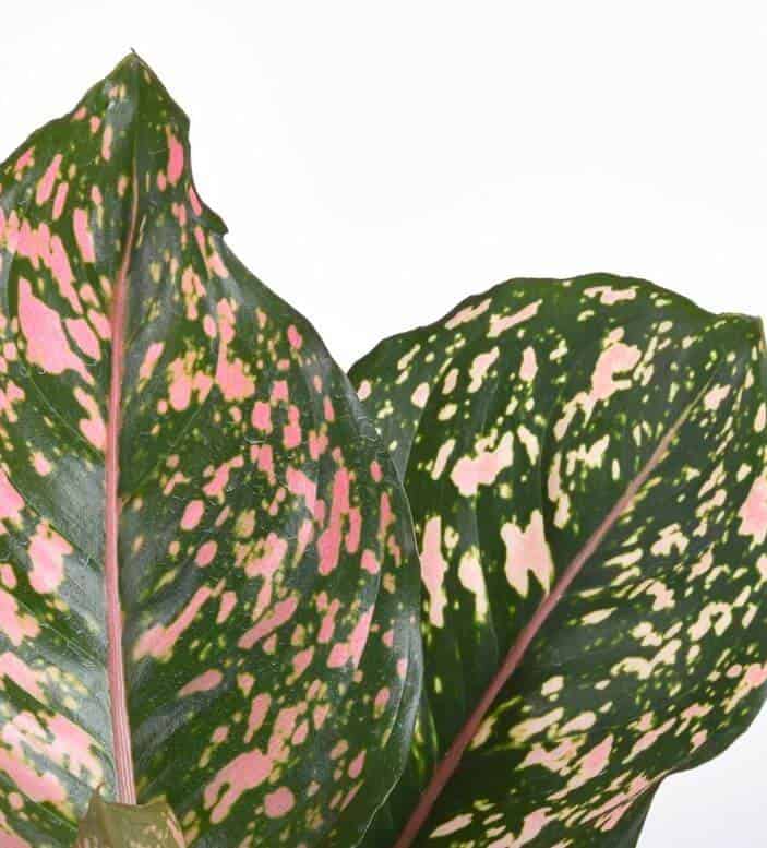 Pink chinese evergreen leaf