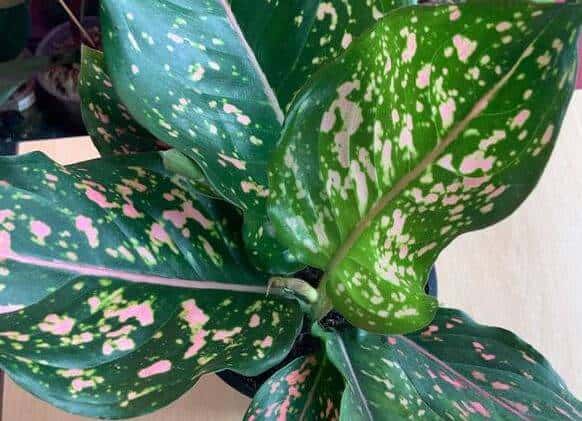 Pink chinese evergreen