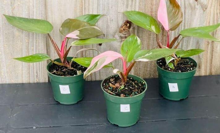 Pink princess philodendron in pots