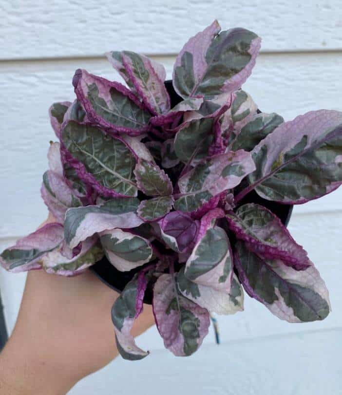 Pink snow white waffle plant