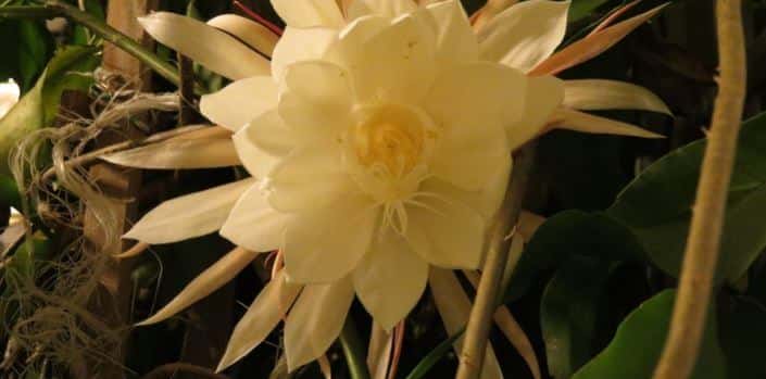 Queen of the night white flower