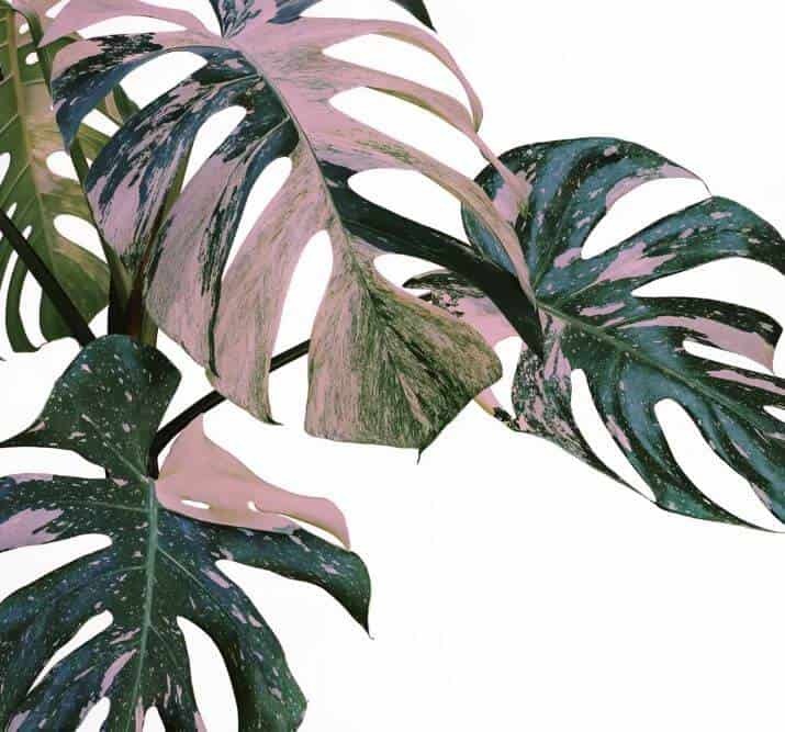 Rare pink monstera plant