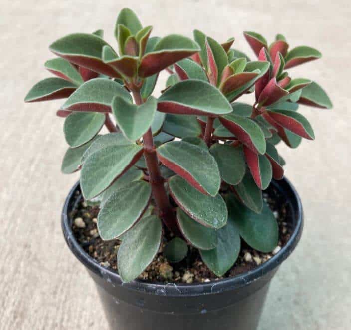 Red Log plant in pot