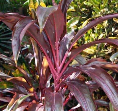 Red ti plant