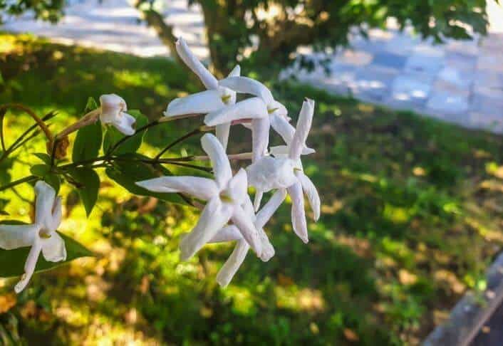 Royal jasmine flower