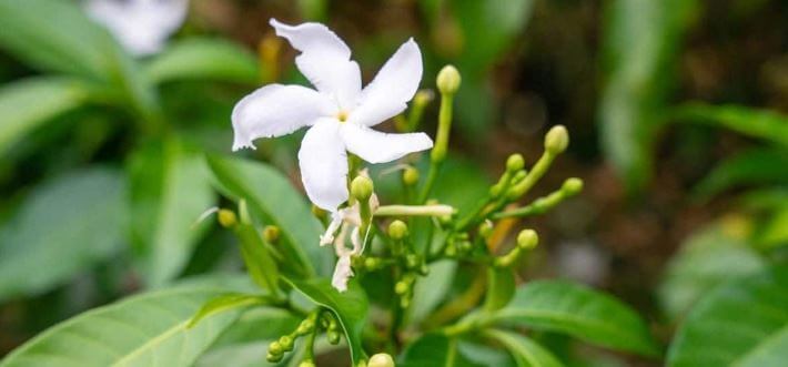 Royal jasmine plant