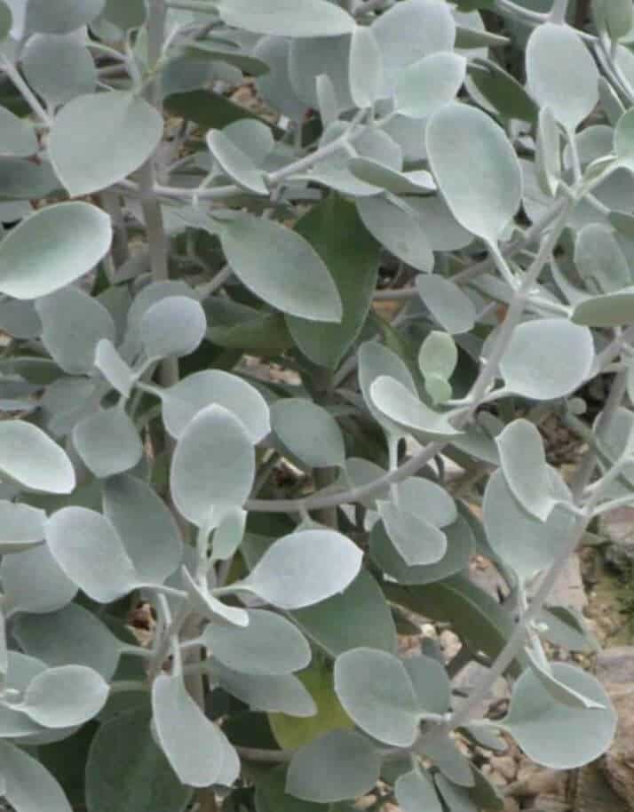 Silver teaspoons Kalanchoe