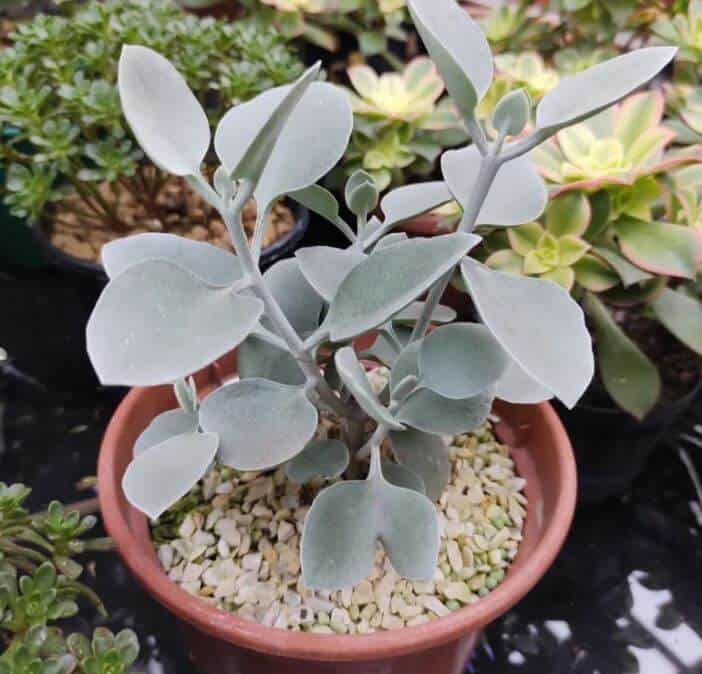 Silver teaspoons plant in pot