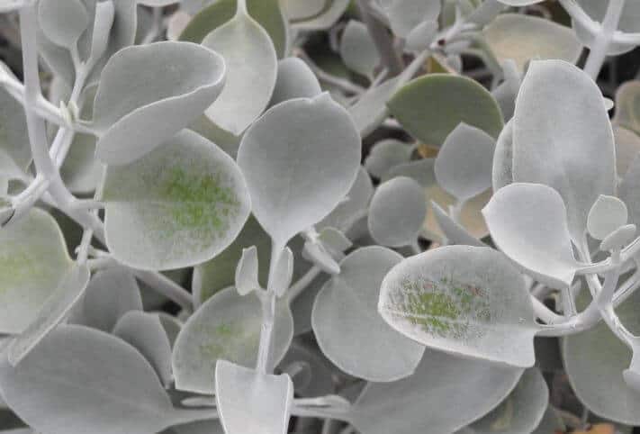Silver teaspoons plant