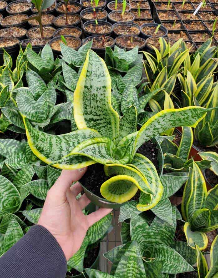 Snake plant twisted sister
