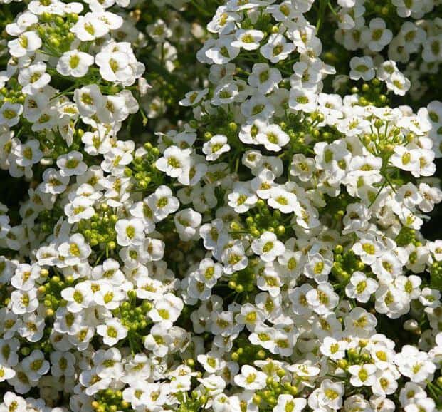 Snow princess white flowers