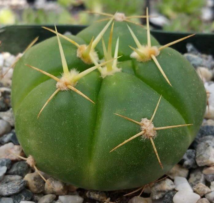 Spider cactus plant