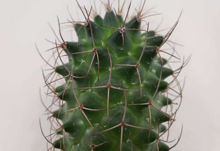 Spider cactus