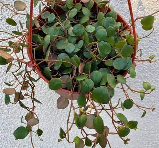 String of coins plant