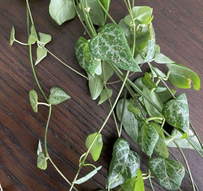 String of heart plant