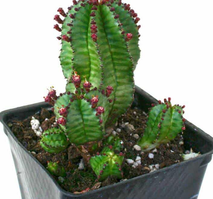 Tanzanian zipper plant cactus in pot