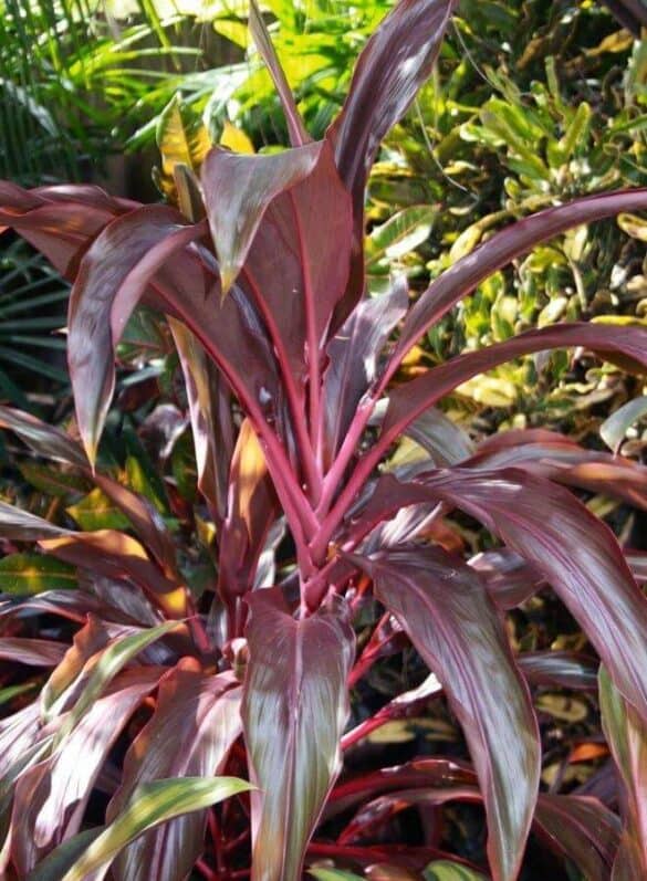 The Versatile Rooster Tail Plant - a Friendly Gardener