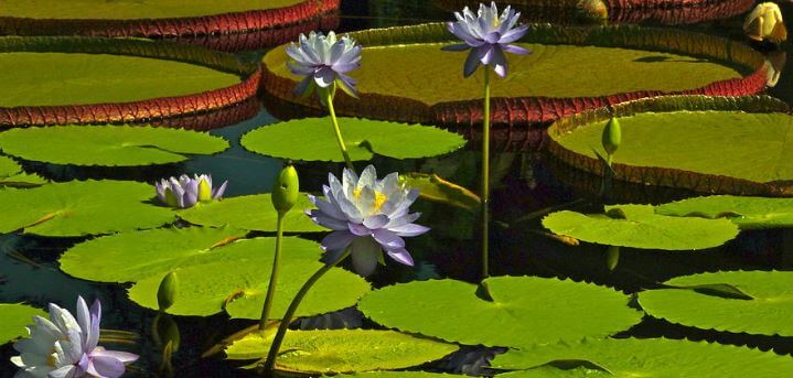 Tropical water lilies flowers