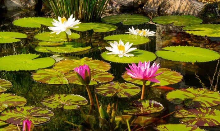 Tropical water lilies