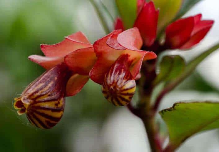 Tropicana flower