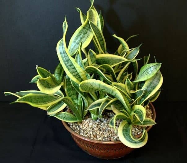 Twisted sister snake plant in pot