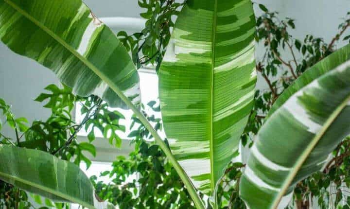 Variegated banana plant leaf