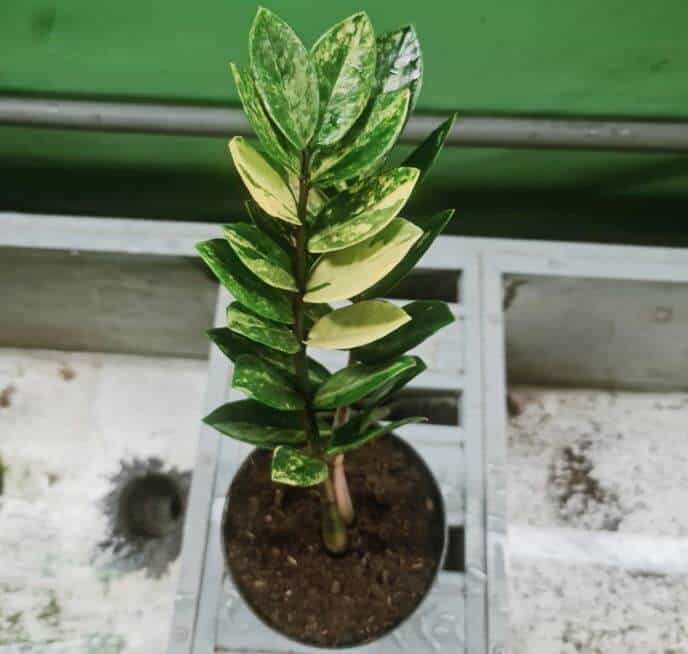 Zamioculcas Zamiifolia variegated plant