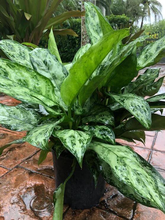 Aglaonema Indo Princess Plant
