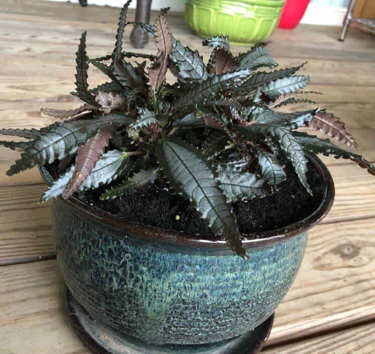 Dark mystery plant in pot