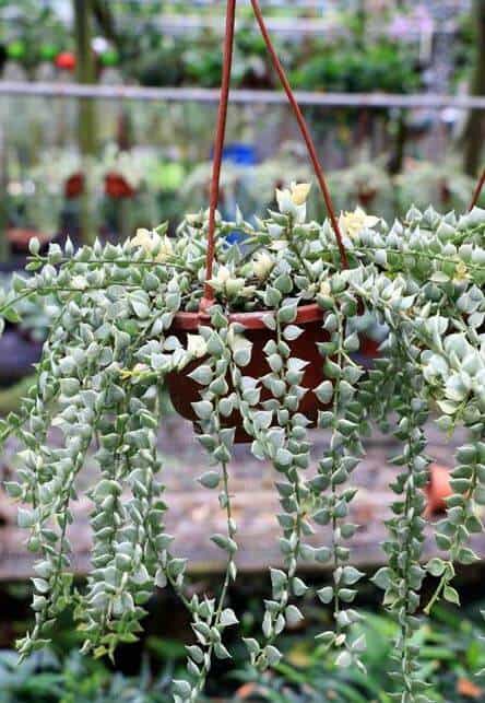 Dischidia Ruscifolia variegated form