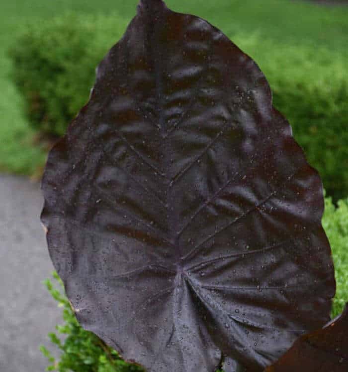 Distant memory plant leaf