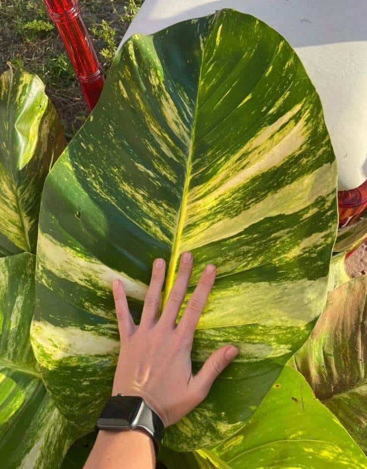 Giant pothos plant leaf
