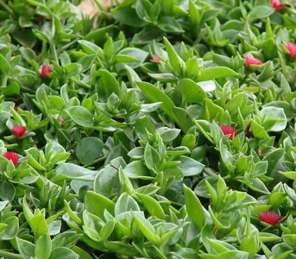Amazing Ground Cover: Hearts and Flowers Plant - a Friendly Gardener