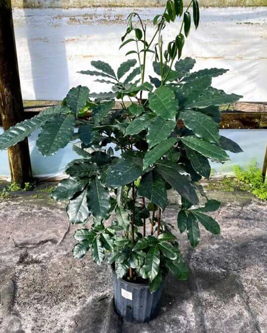 Mahogany natal plant in pot